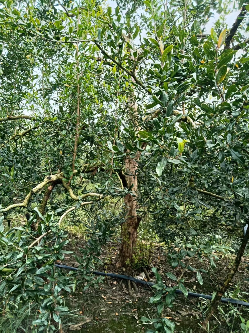 带果石榴树