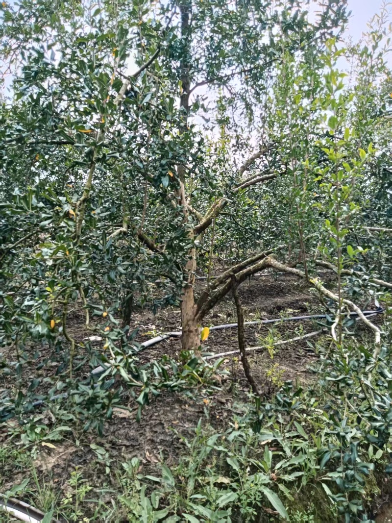 带果石榴树