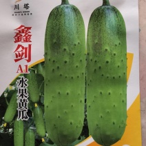 黄瓜种子鑫剑短粗少刺水果黄瓜