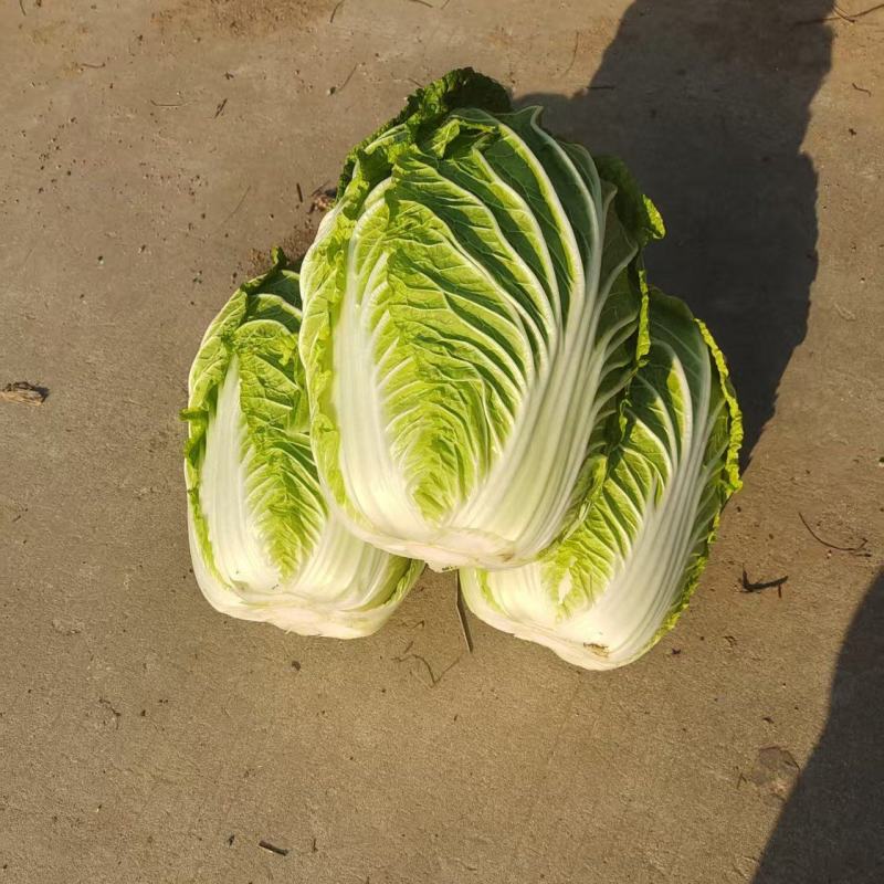 大白菜