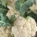 菜花松花菜有机花菜基地直供量大从优供全国商超市场