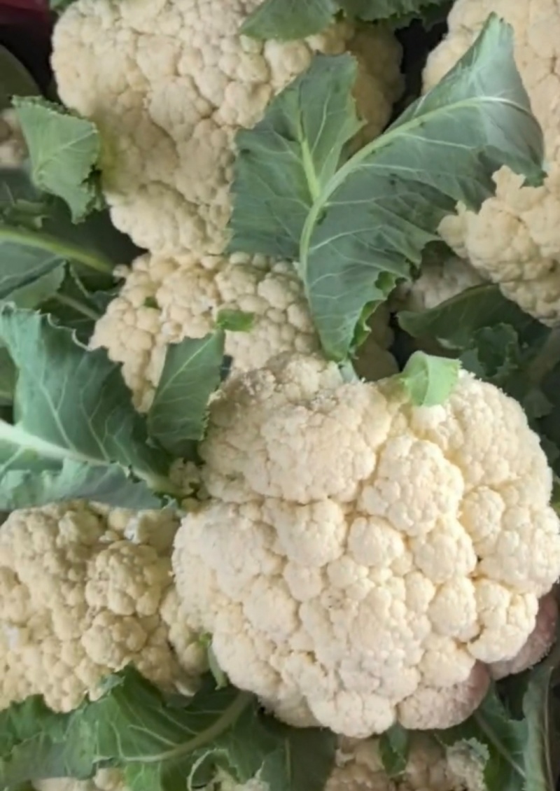 菜花松花菜有机花菜基地直供量大从优供全国商超市场