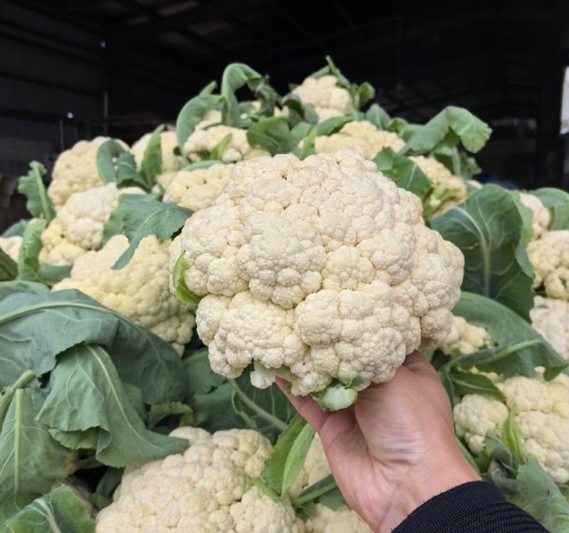 菜花松花菜有机花菜基地直供量大从优供全国商超市场