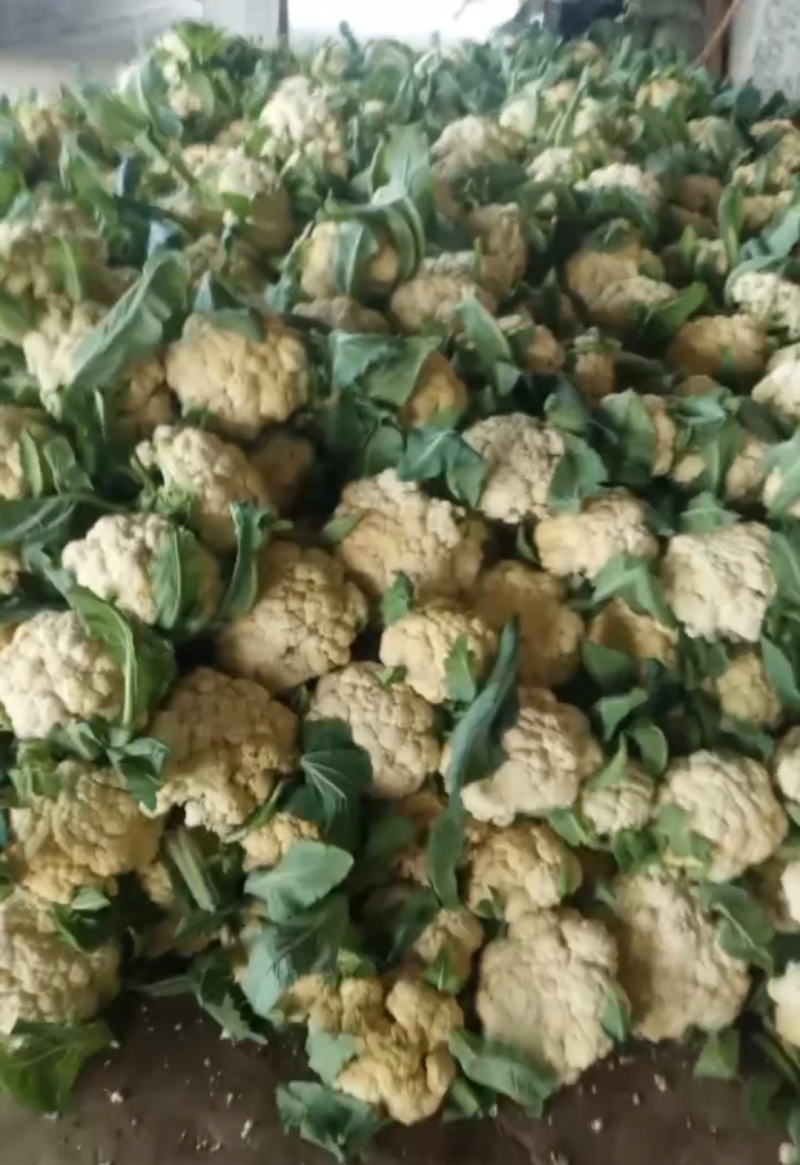 菜花松花菜有机花菜基地直供量大从优供全国商超市场