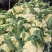 菜花松花菜有机花菜基地直供量大从优供全国商超市场