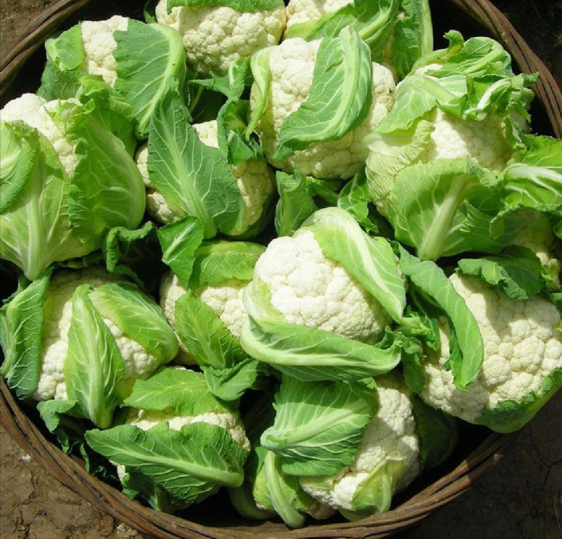 菜花松花菜有机花菜基地直供量大从优供全国商超市场