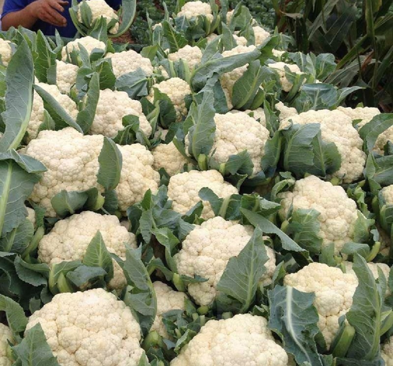菜花松花菜有机花菜基地直供量大从优供全国商超市场