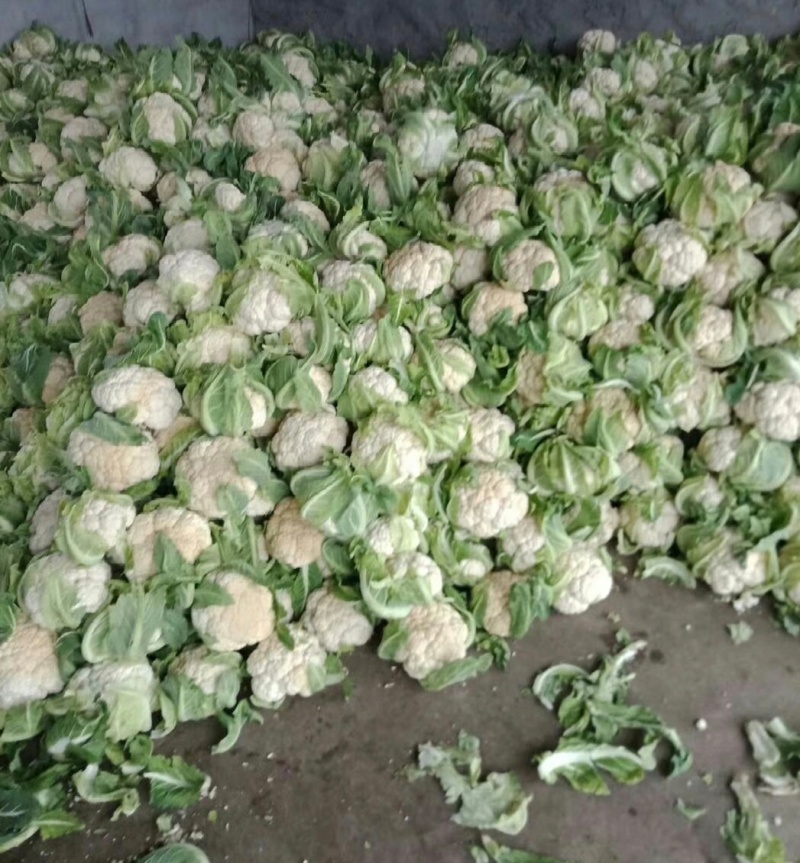 菜花松花菜有机花菜基地直供量大从优供全国商超市场