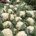 湖北菜花精品松花菜有机花菜货源充足量大从优欢迎联