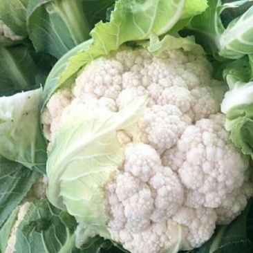 湖北菜花精品松花菜有机花菜货源充足量大从优欢迎联