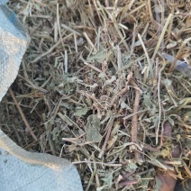 新花生秧春草