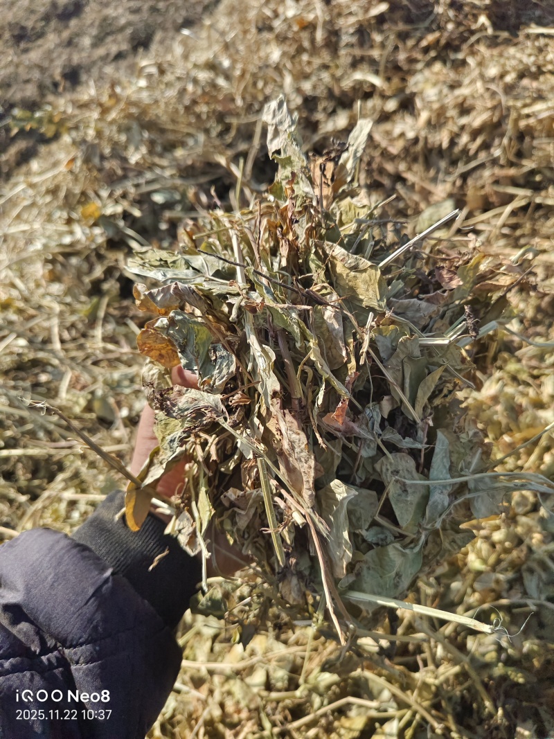 新花生秧春草