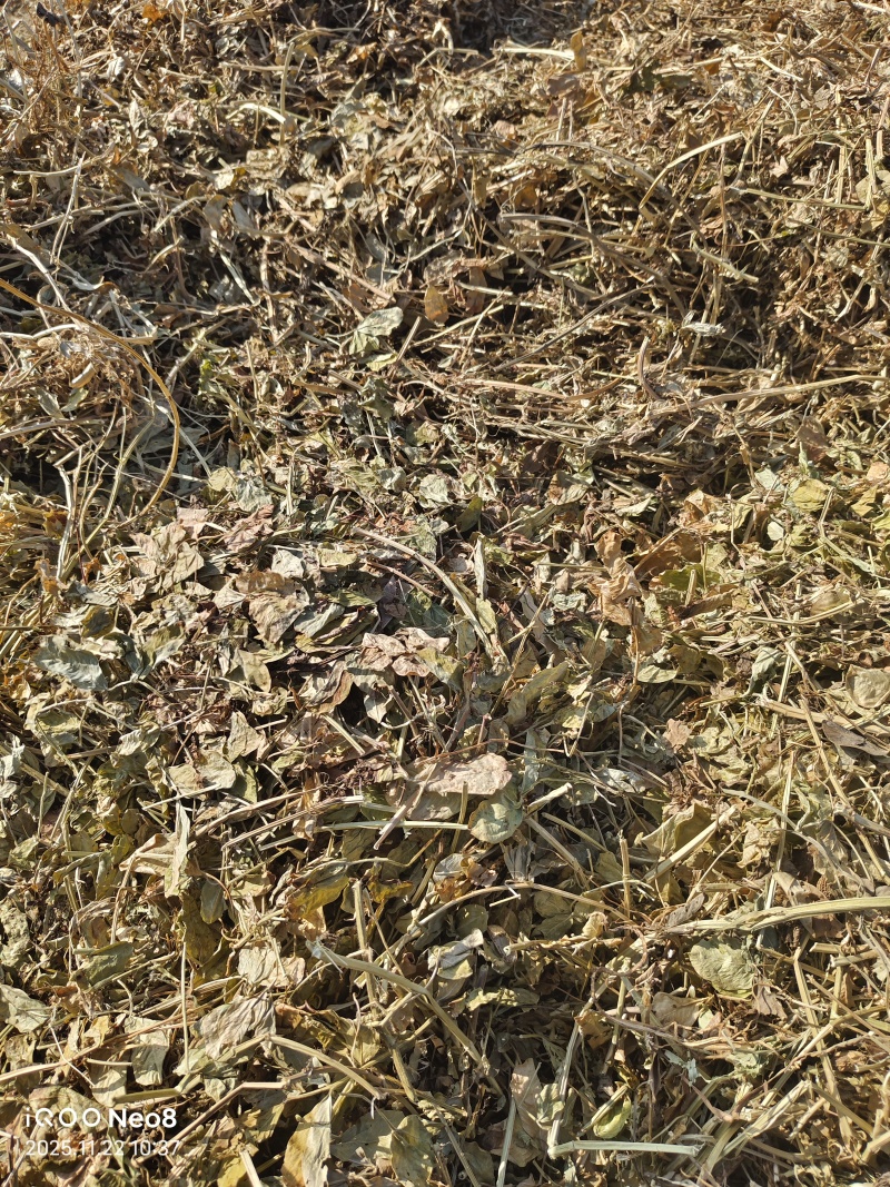 新花生秧春草