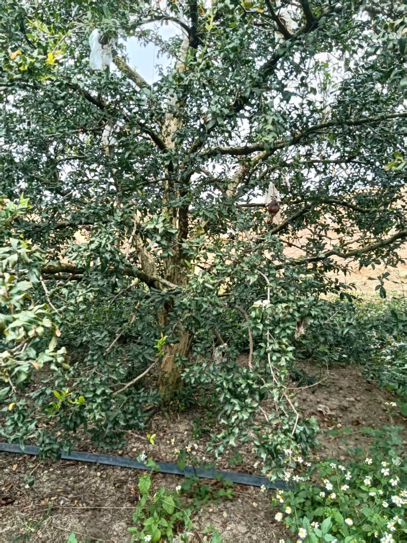 带果石榴
