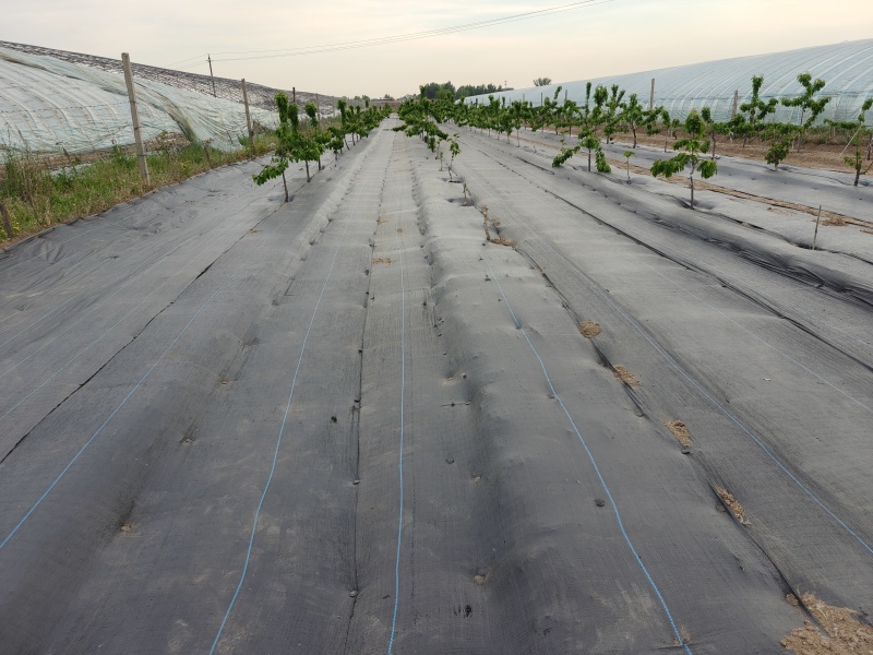 出售自家樱桃树400棵，照片是以前的拍的