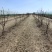 出售自家樱桃树400棵，照片是以前的拍的
