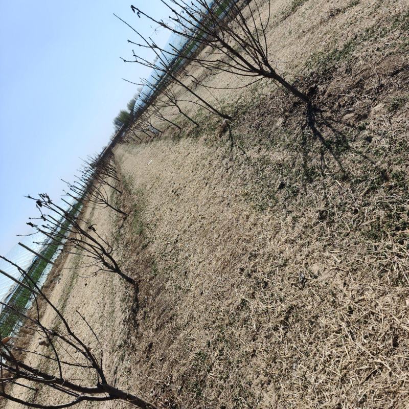 出售自家樱桃树400棵，照片是以前的拍的