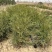 1年生侧柏小苗高度15公分30公分50起步绿化用苗