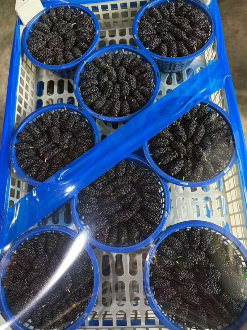 桑果代办