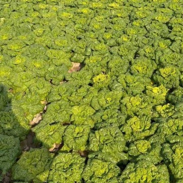 安徽怀远黄心菜菊花心产地一手货源量大价优欢迎随时联系