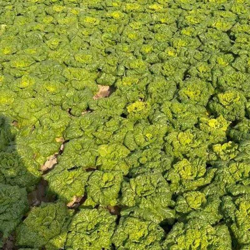 安徽怀远黄心菜菊花心产地一手货源量大价优欢迎随时联系