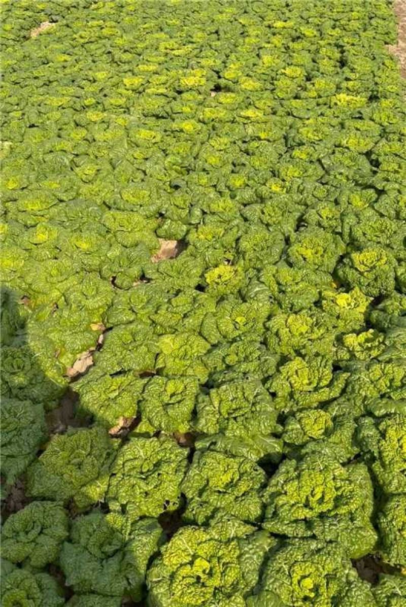 安徽怀远黄心菜菊花心产地一手货源量大价优欢迎随时联系