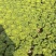 安徽怀远黄心菜菊花心产地一手货源量大价优欢迎随时联系