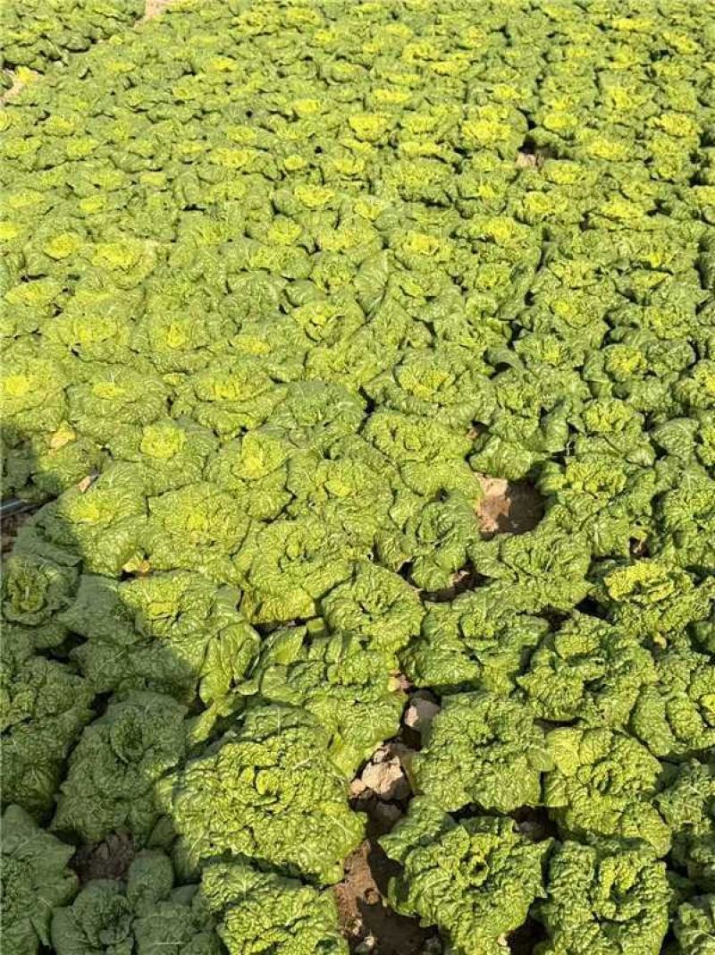 安徽怀远黄心菜菊花心产地一手货源量大价优欢迎随时联系