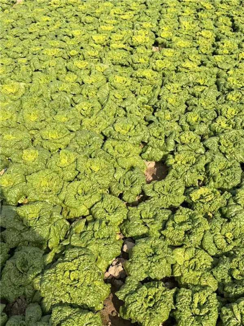 安徽怀远黄心菜菊花心产地一手货源量大价优欢迎随时联系