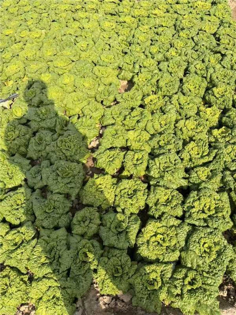 安徽怀远黄心菜菊花心产地一手货源量大价优欢迎随时联系