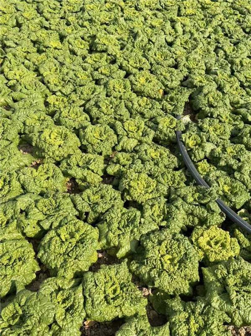 安徽怀远黄心菜菊花心产地一手货源量大价优欢迎随时联系