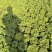 安徽怀远黄心菜菊花心产地一手货源量大价优欢迎随时联系