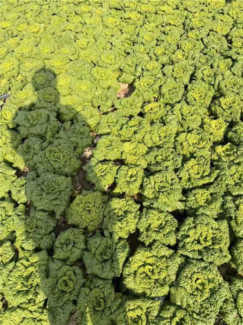 安徽怀远黄心菜菊花心产地一手货源量大价优欢迎随时联系