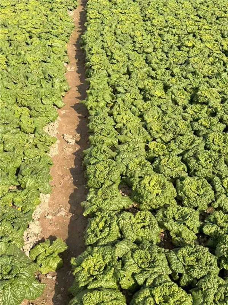 安徽怀远黄心菜菊花心产地一手货源量大价优欢迎随时联系
