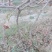 3-4公分占地葡萄树巨峰维多利亚夏黑阳光玫瑰