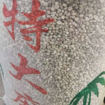 特大麻子大量有货产地直发一手货源品质保障