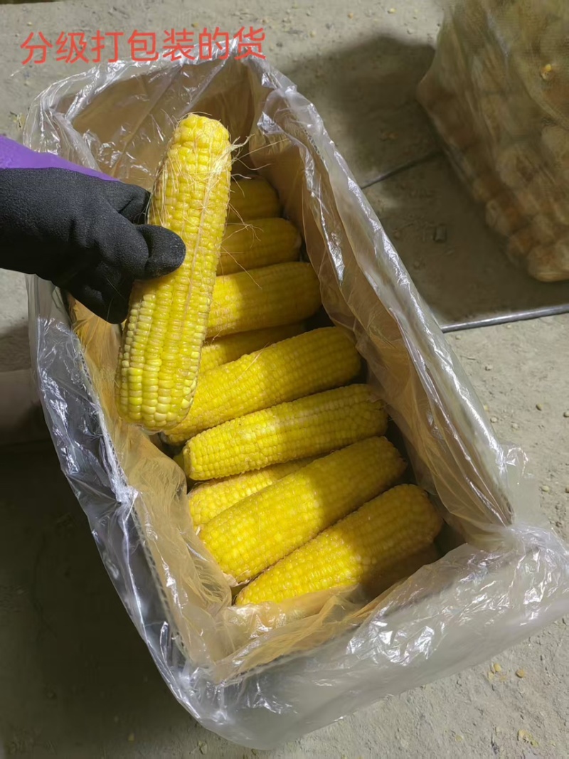 甜糯玉米规格齐全货源充足可以任意挑选，支持视频看货