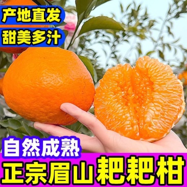 四川耙耙柑电商供货一件代发