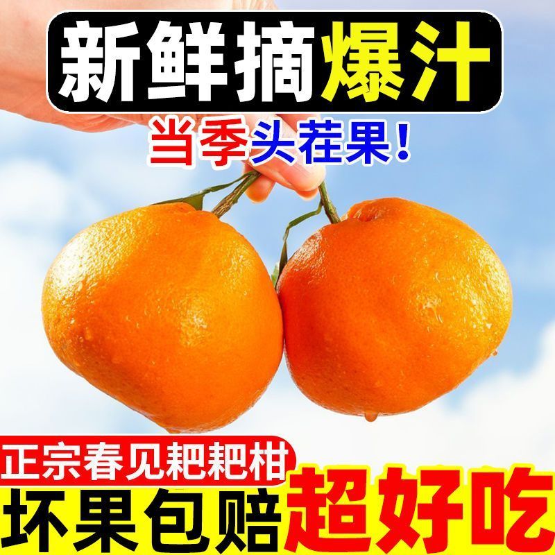 四川耙耙柑电商供货一件代发