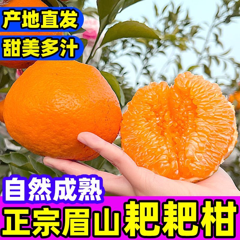 四川耙耙柑电商供货一件代发