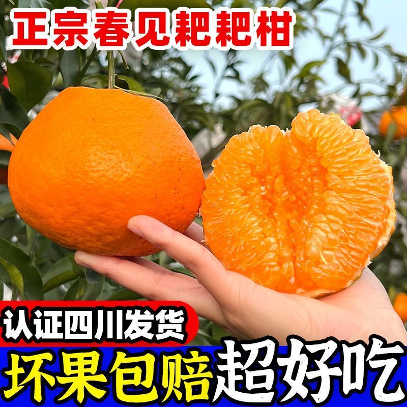 四川耙耙柑电商供货一件代发