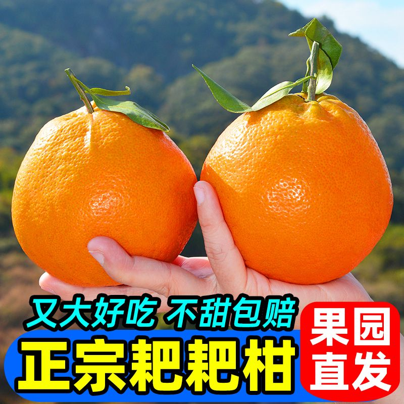四川耙耙柑电商供货一件代发