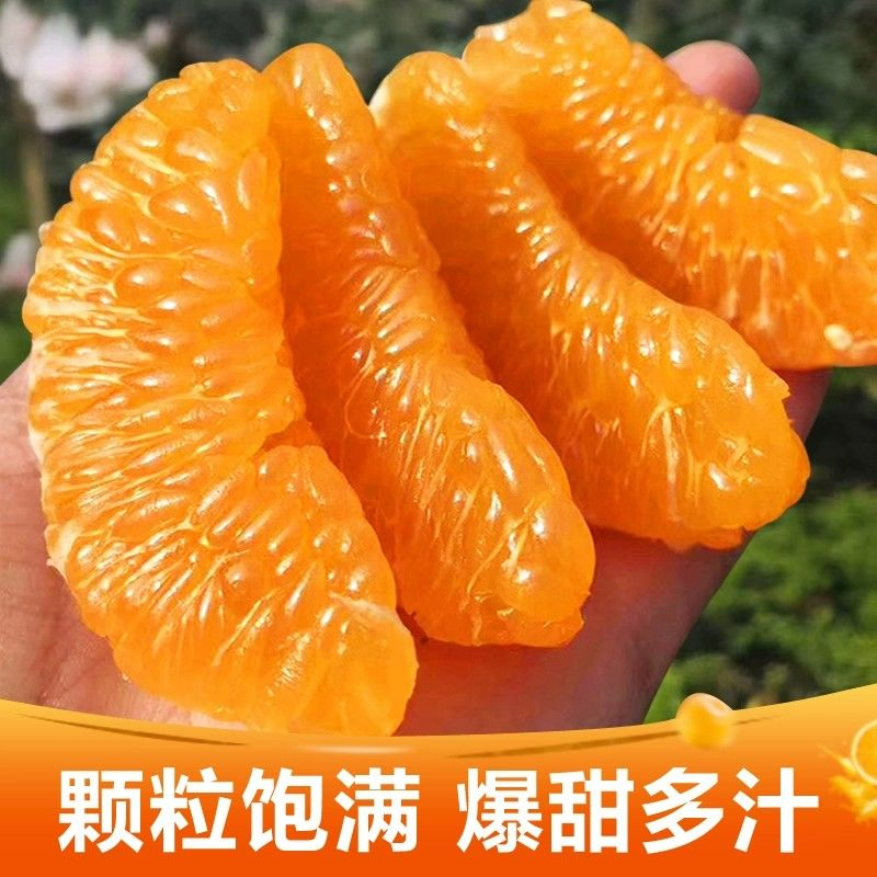 四川耙耙柑电商供货一件代发
