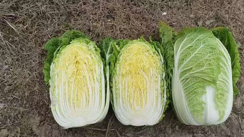 黄心白菜湖北白菜产地一手货源保质保量对接全国市场
