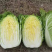 黄心白菜湖北宜城白菜货源充足品质保障按需包装