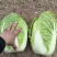 黄心白菜湖北宜城白菜货源充足品质保障按需包装