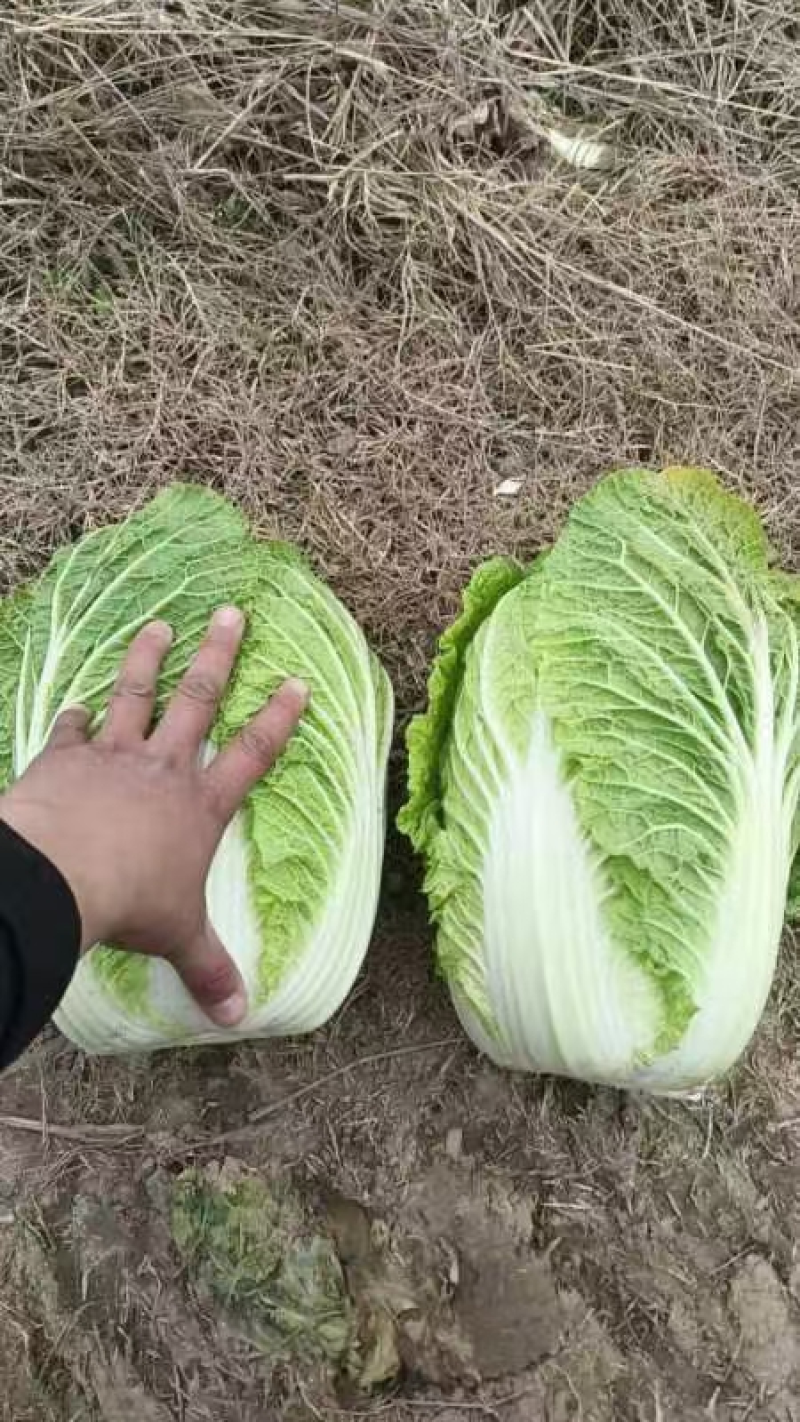 黄心白菜湖北宜城白菜货源充足品质保障按需包装