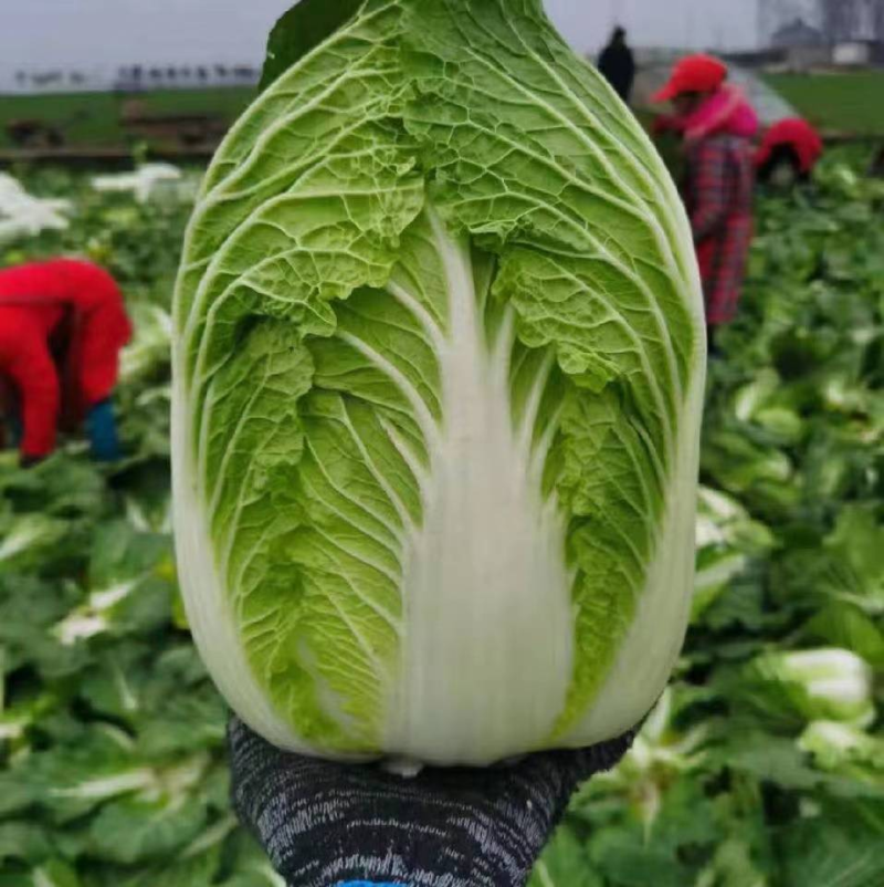黄心白菜湖北宜城白菜货源充足品质保障按需包装