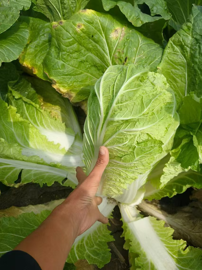 黄心白菜湖北宜城白菜货源充足品质保障按需包装