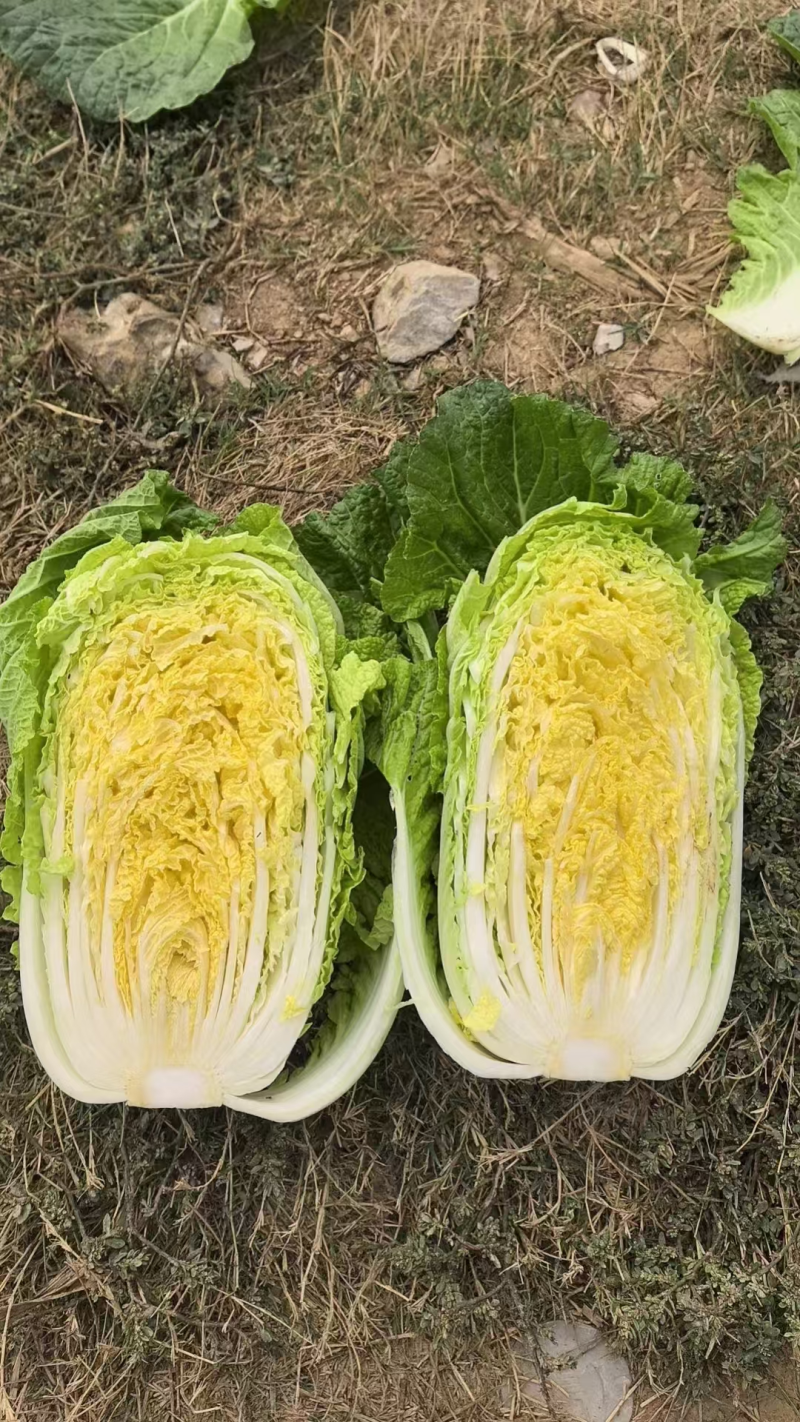 黄心白菜湖北宜城白菜货源充足品质保障按需包装